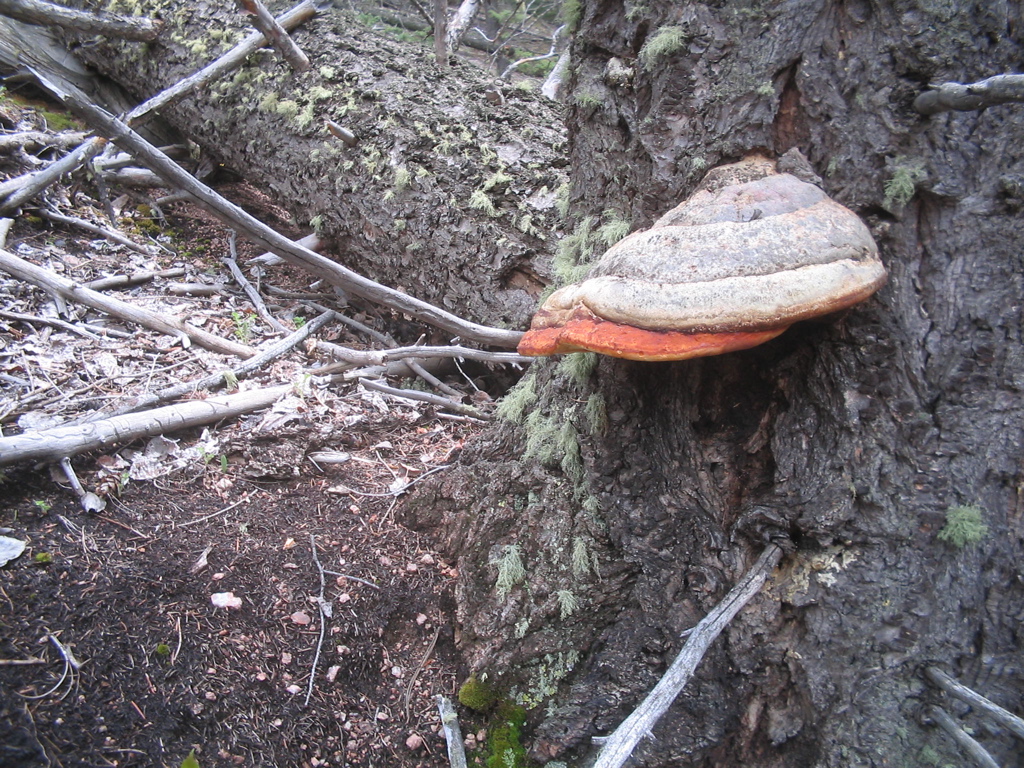 IMG_3670.JPG