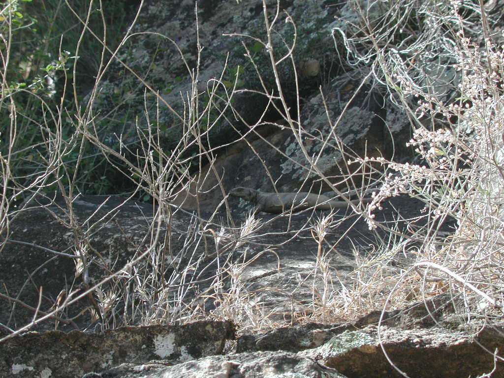 DSCN0337