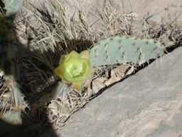DSCN0339