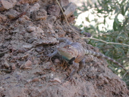 DSCN0246